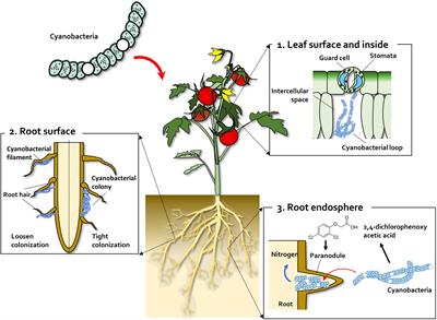 Algae as New Kids in the Beneficial Plant Microbiome